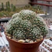Dolichothele decipiens