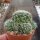 Dolichothele decipiens