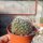 Dolichothele decipiens