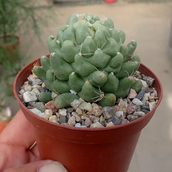 Dolichothele longimamma monstruosa