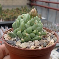 Dolichothele longimamma monstruosa