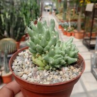 Dolichothele longimamma monstruosa
