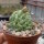Dolichothele longimamma monstruosa