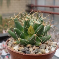 Dolichothele longimamma