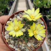Dolichothele longimamma