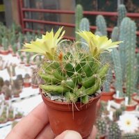 Dolichothele longimamma
