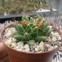 Dolichothele longimamma