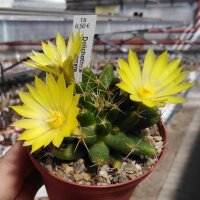Dolichothele longimamma