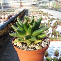 Dolichothele longimamma