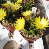 Dolichothele longimamma