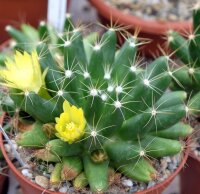 Dolichothele longimamma XL