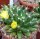 Dolichothele longimamma XL
