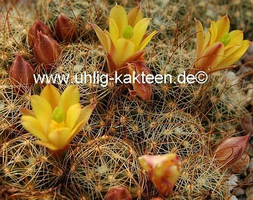 Dolichothele surculosa