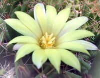 Dolichothele uberiformis