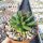 Dolichothele uberiformis