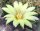 Dolichothele uberiformis