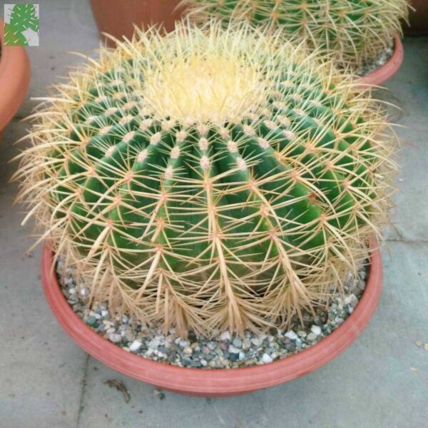 Echinocactus grusonii XL