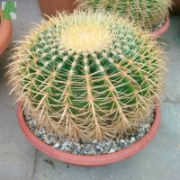 Echinocactus grusonii XL