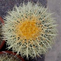 Echinocactus grusonii XL