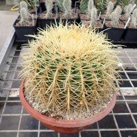 Echinocactus grusonii XL