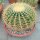 Echinocactus grusonii XL