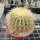 Echinocactus grusonii XL