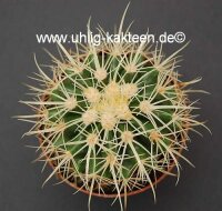 Echinocactus grusonii cv. Krauskopf