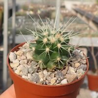 Echinocactus grusonii
