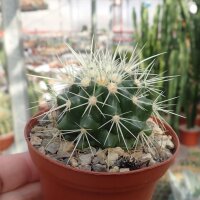 Echinocactus grusonii