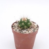 Echinocactus grusonii