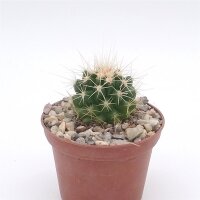 Echinocactus grusonii
