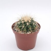 Echinocactus grusonii