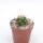 Echinocactus grusonii
