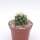Echinocactus grusonii
