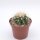 Echinocactus grusonii