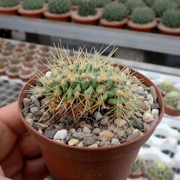 Echinocactus grusonii cristata