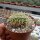 Echinocactus grusonii cristata