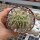 Echinocactus grusonii cristata