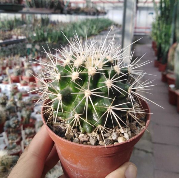 Echinocactus grusonii f. alba