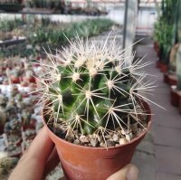 Echinocactus grusonii f. alba