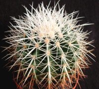 Echinocactus grusonii f. alba