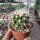 Echinocactus grusonii f. alba