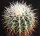 Echinocactus grusonii f. alba