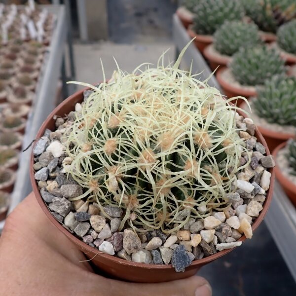Echinocactus grusonii cv. Superkrauskopf