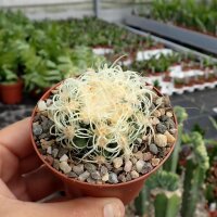 Echinocactus grusonii cv. Superkrauskopf