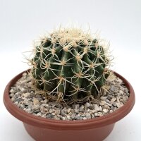 Echinocactus grusonii cv. Superkrauskopf