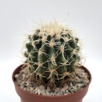 Echinocactus grusonii cv. Superkrauskopf