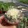 Echinocactus grusonii cv. Superkrauskopf