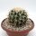 Echinocactus grusonii cv. Superkrauskopf