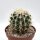 Echinocactus grusonii cv. Superkrauskopf